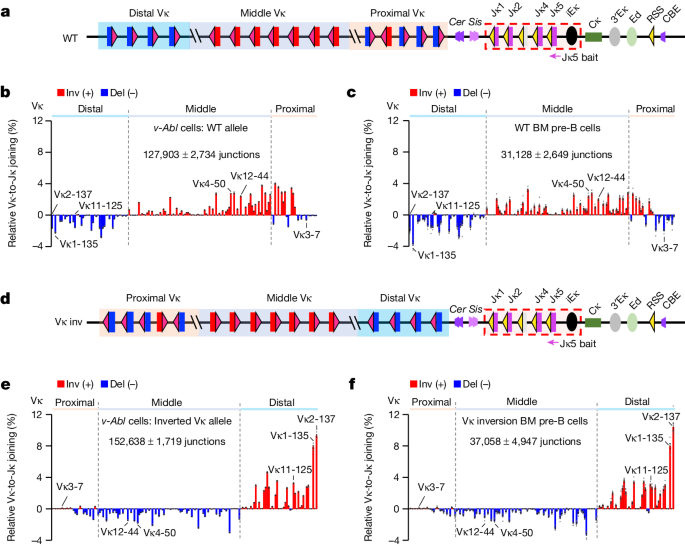 Molecular basis for differential Igk versus Igh V(D)J joining mechanisms