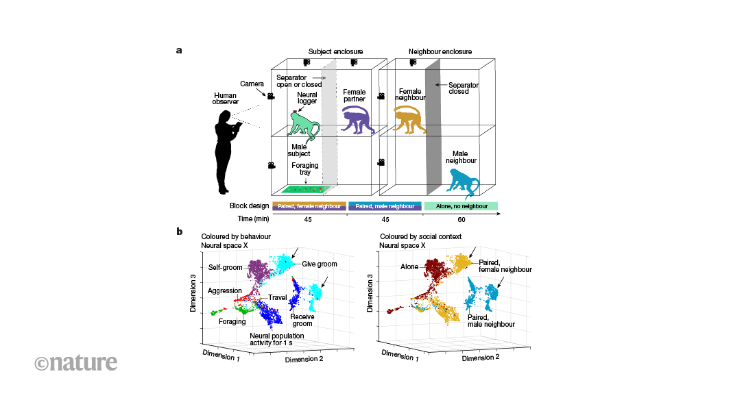 primates’ social life tracked with wireless neuronal recording