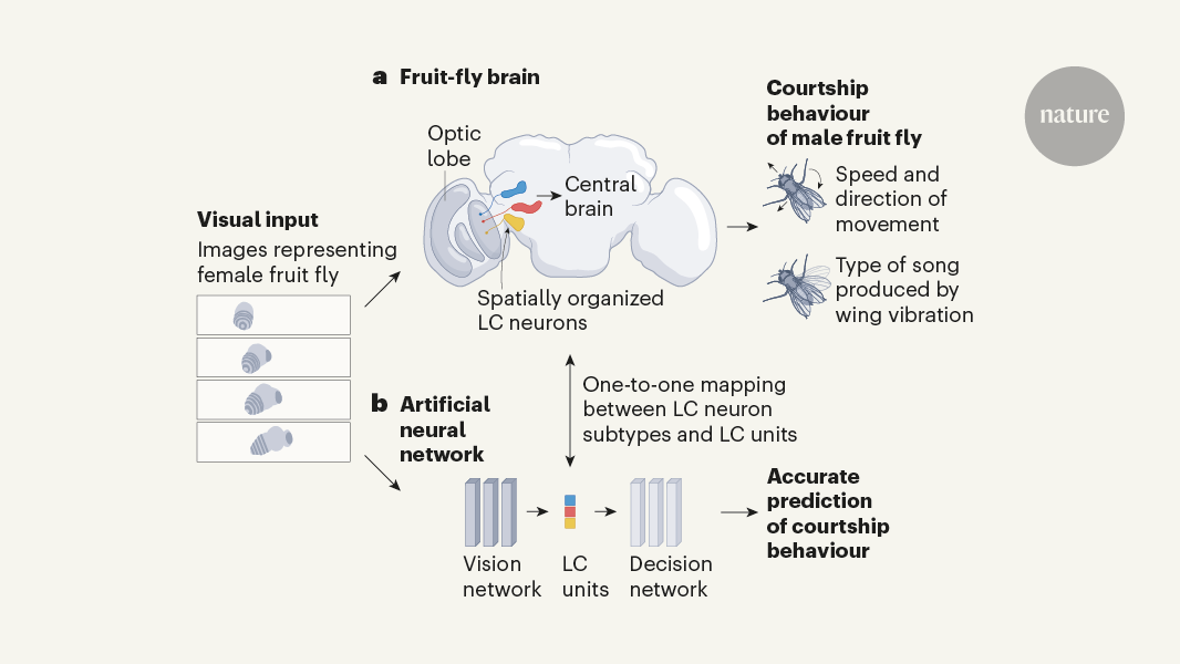 AI networks reveal how flies find a mate