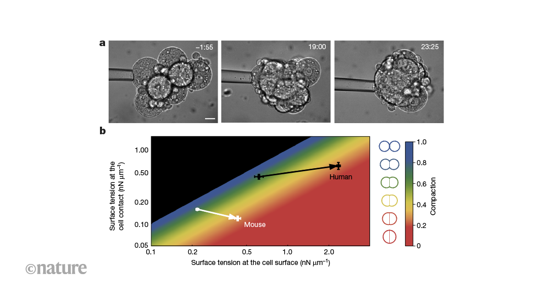 Measuring the forces that shape early human embryos