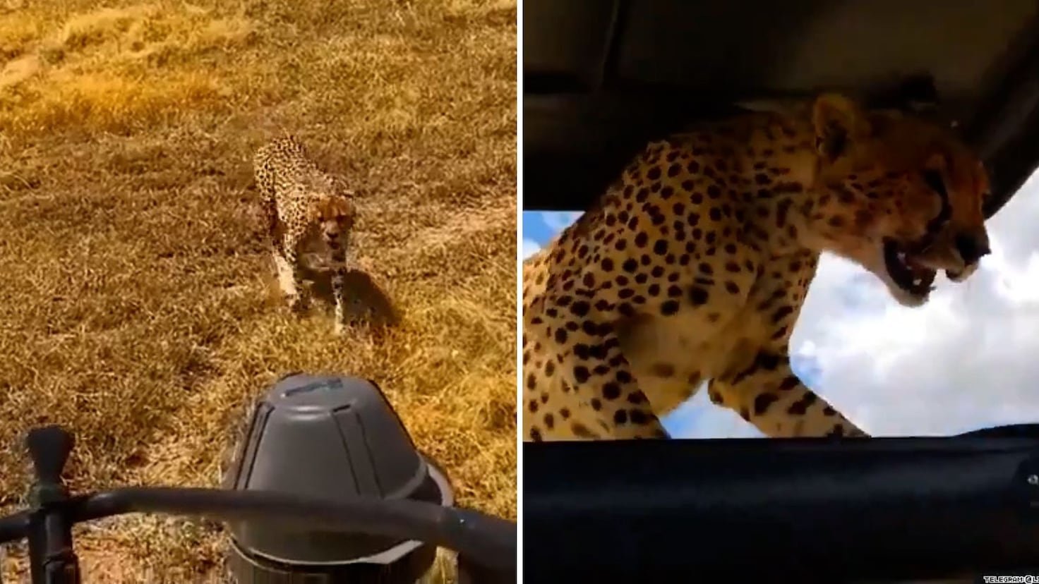 Un guepardo está a punto de colarse dentro de un 4x4 de safari y lo que hace conmociona