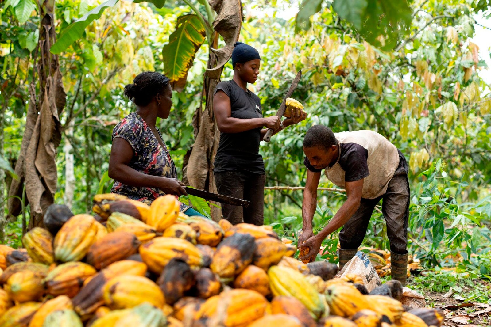 Cacao: así se convierte un alimento en un juguete para los especuladores financieros | Negocios