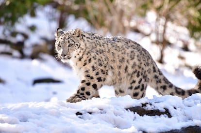 Leopardo de las nieves