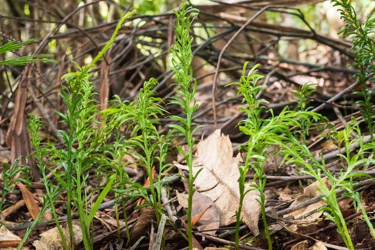 Varias helechos Tmesipteris oblanceolata creciendo entre hojas muertas.