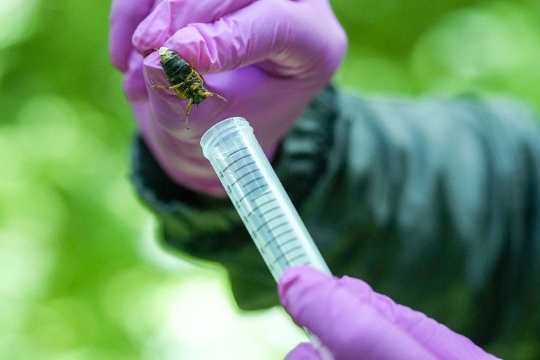 Manos con guantes de un investigador recolectan cigarras en Illinois, 30 de mayo de 2024.