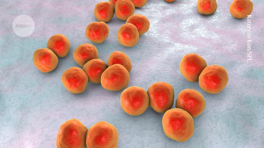 Gut microbiome discovery provides roadmap for life-saving cancer therapies