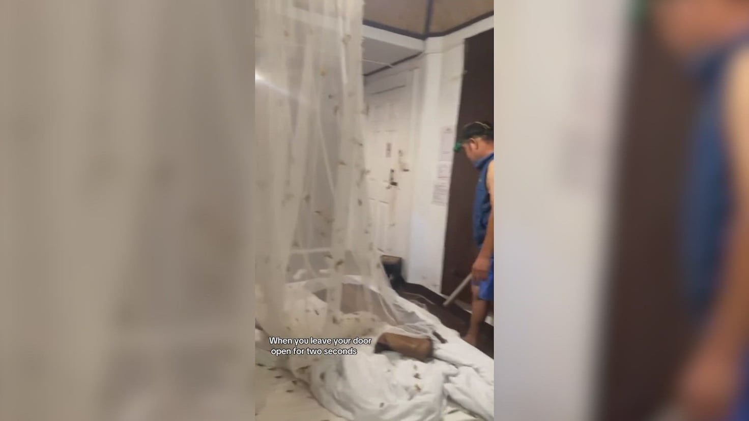 La espeluznante ‘visita’ que recibieron dos turistas en su habitación al volver: una cobra y toda una plaga...