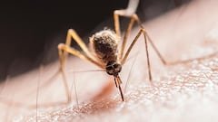mosquitos