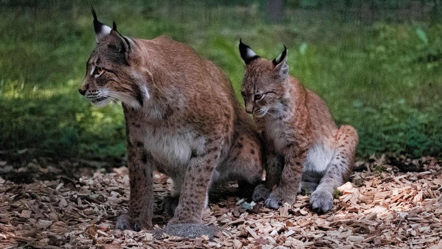 La fecha en la que el lince ibérico llegará a Madrid