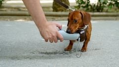 A una mascota le dan a bebe agua en el  Parque de Maria Luisa en la primera ola de calor con temperaturas que sobrepasaran los 40 grados a 12 de junio del 2022 en Sevilla (Andalucía, España)
12 JUNIO 2022
Eduardo Briones / Europa Press
12/06/2022