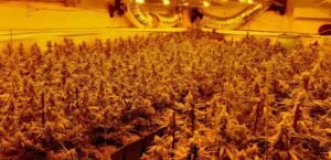 Cultivo de marihuana en España: Endesa desconectó de la red eléctrica siete plantaciones al día en el primer semestre | Empresas