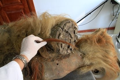 Pata de una hembra de mamut