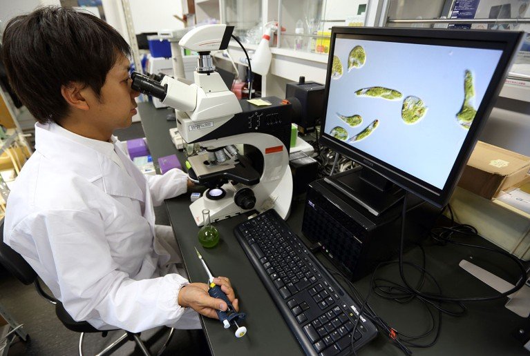 Una serie de Euglenas, algas microscópicas de una sola célula, se muestran en un monitor durante una demostración de microscopio por un investigador en un laboratorio de la Universidad de Tokio.
