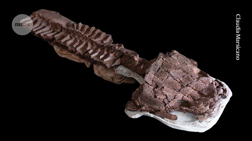 Fossils found far from the Equator point to globetrotting tetrapods