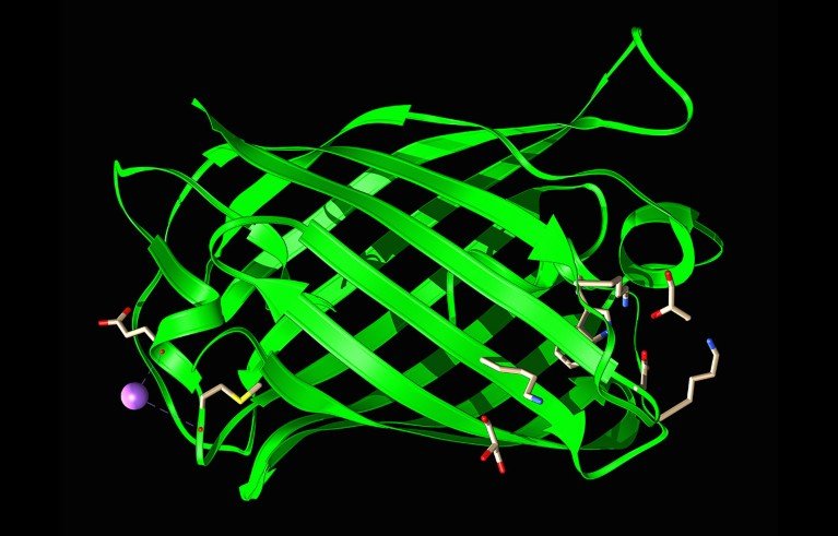 Modelo molecular de la proteína fluorescente verde brillante StayGold de Cytaeis uchidae.