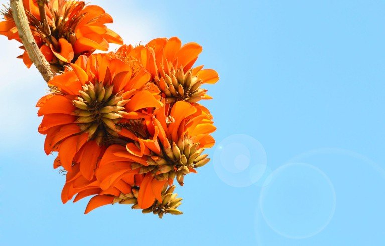 Un primer plano de un colorido racimo de flores de Erythrina caffra contra un cielo azul.