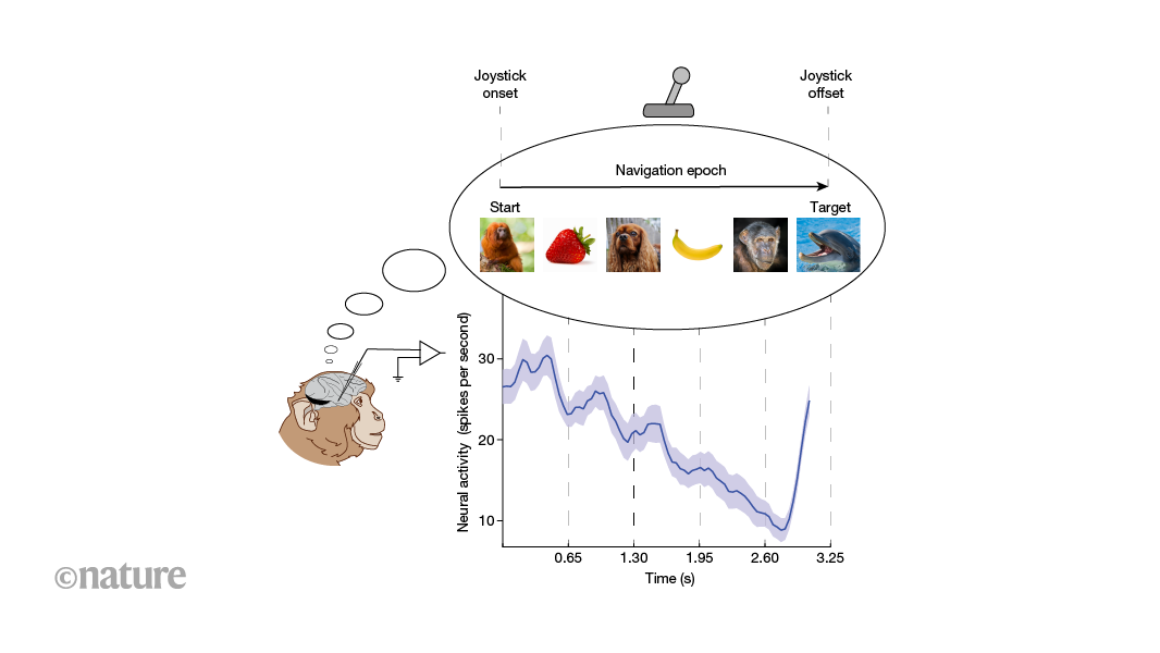 Mental maps help monkeys to navigate without sensory input