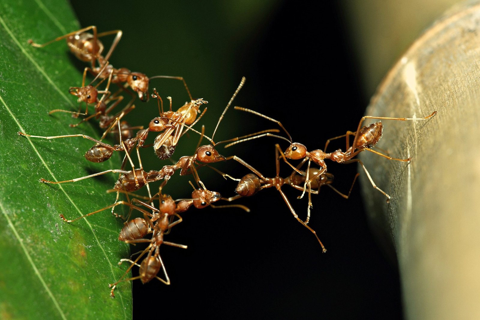 Puentes de hormigas o pérgolas construidas por aves: lo que la arquitectura animal nos enseña sobre la evolución | Ciencia