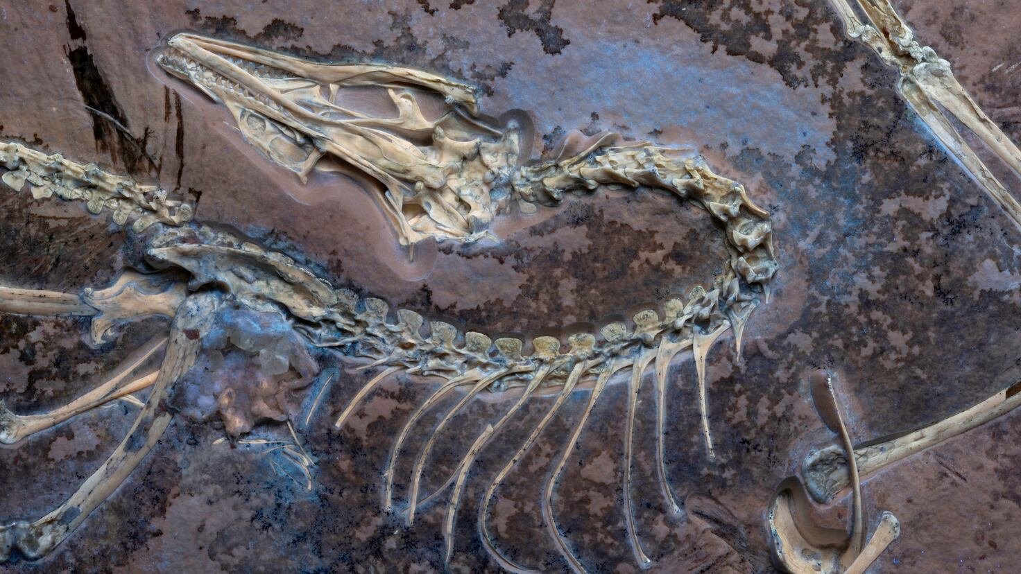 Los científicos descubren que estaban equivocados con el fósil de 500 millones de años: todo apunta a un animal extraño