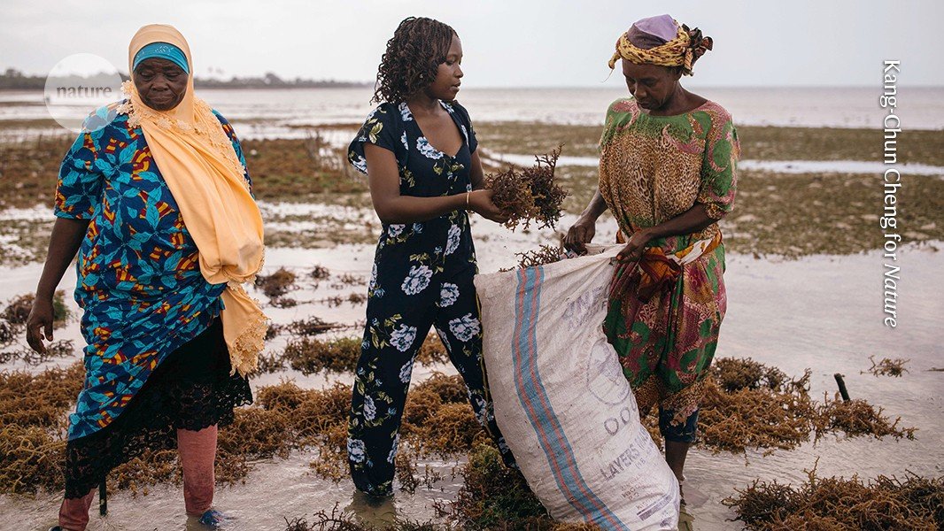 I apply my aquatic-science training to empower Tanzania’s seaweed farmers