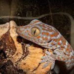 El pequeño reptil que visita España cada verano y que no debes ahuyentar bajo ningún concepto