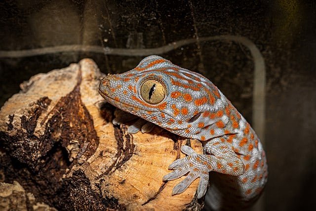 El pequeño reptil que visita España cada verano y que no debes ahuyentar bajo ningún concepto