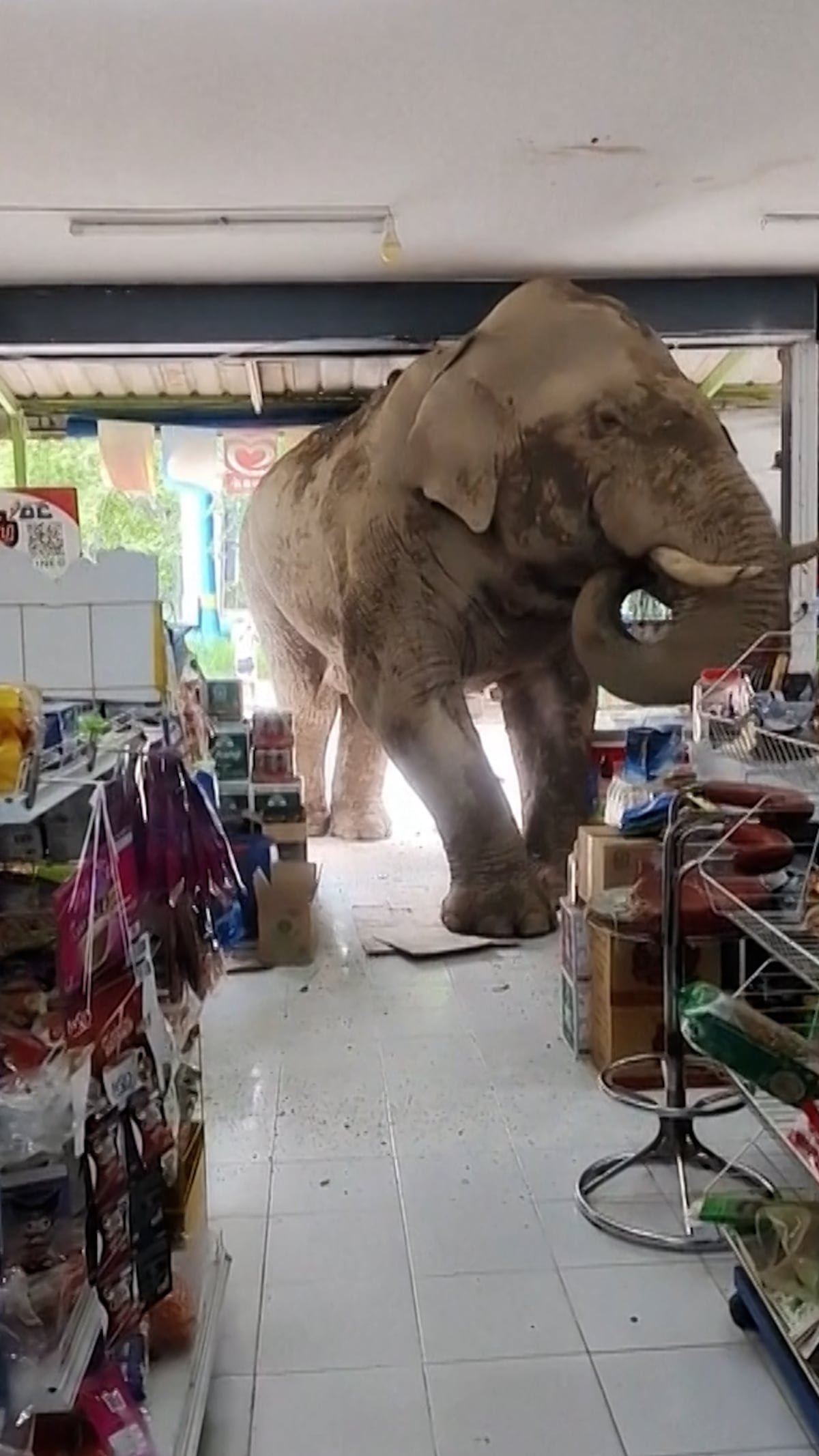 El momento en el que un elefante entra en una tienda en Tailandia para buscar comida