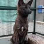Descubren el ‘dogxim’, la rara criatura híbrida mezcla entre un perro y un zorro que inquieta a los expertos