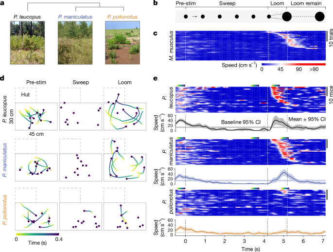 The neural basis of species-specific defensive behaviour in Peromyscus mice