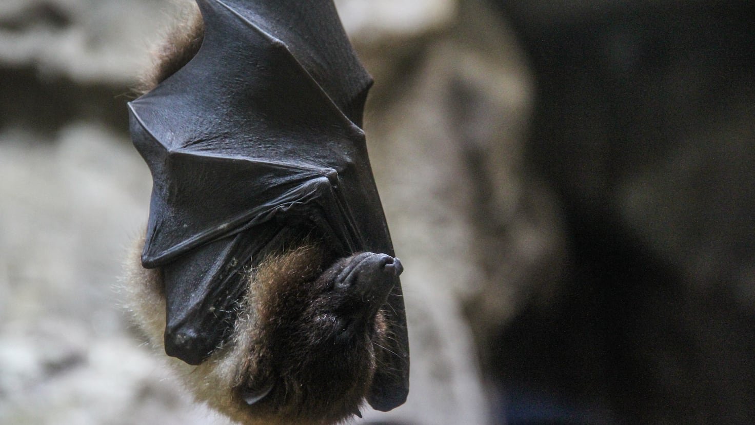 La OMS vigila como posible pandemia el virus Nipah: ya ha muerto un joven