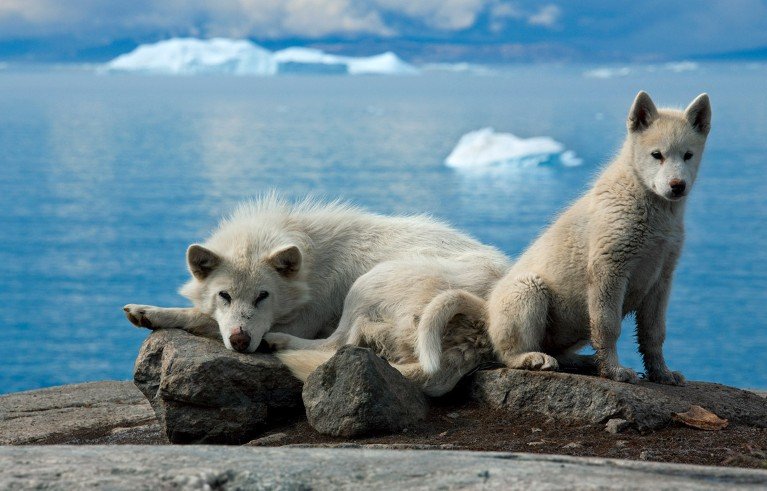 Un par de perros de trineo de Groenlandia se sientan sobre una roca en la costa de Groenlandia, mientras icebergs flotan en el mar azul detrás de ellos.