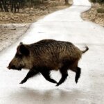 Peligro: animales sueltos en la carretera (y no conducen)