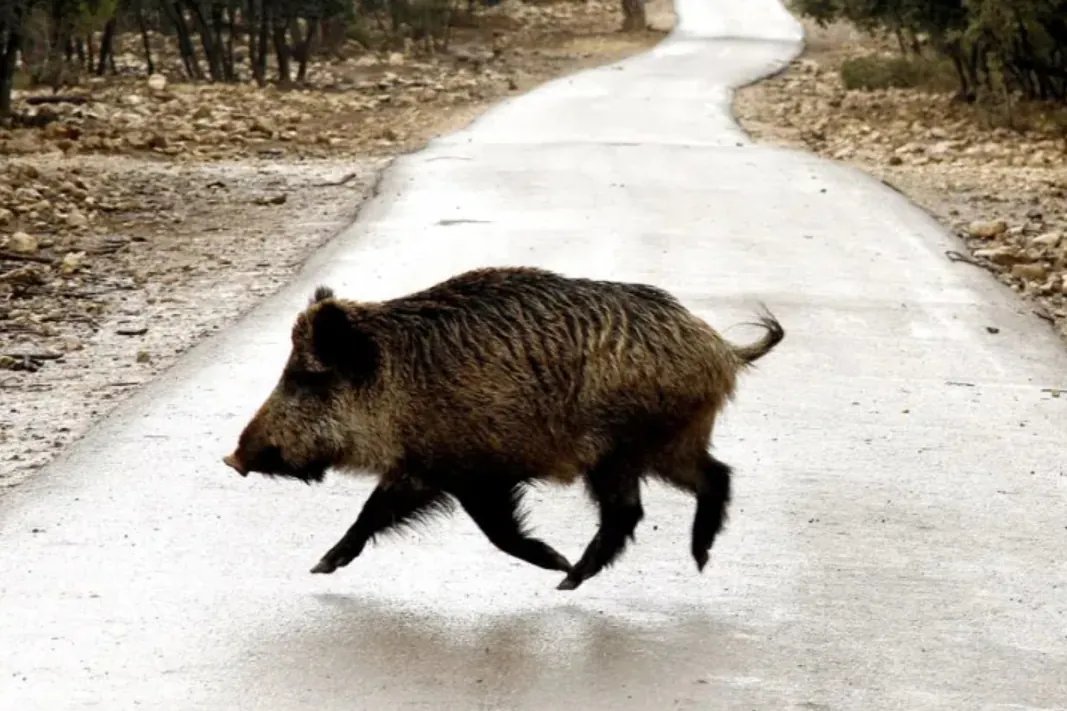 Peligro: animales sueltos en la carretera (y no conducen)